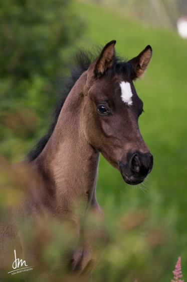 Diar el Shandih   Bild 2