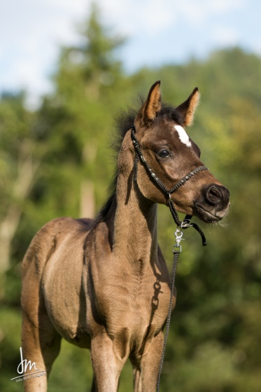 Diar el Shandih   Bild 6