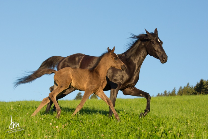 Diar el Shandih   Bild 9